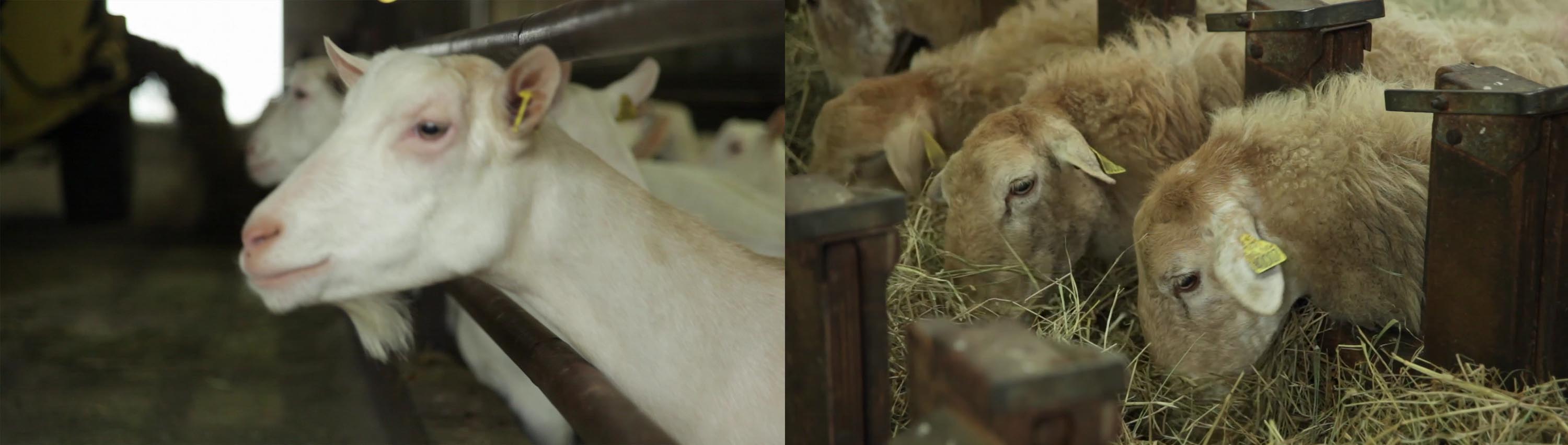 ration brebis et chèvre : luzerne déshydratée brins longs