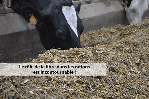 image vache fibre 500