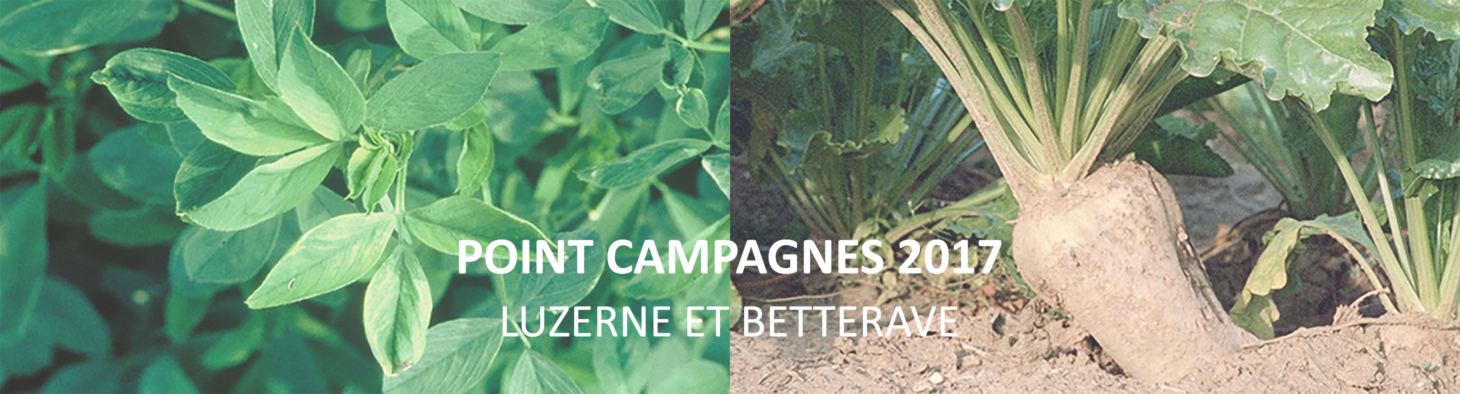 Campagne luzerne et betterave