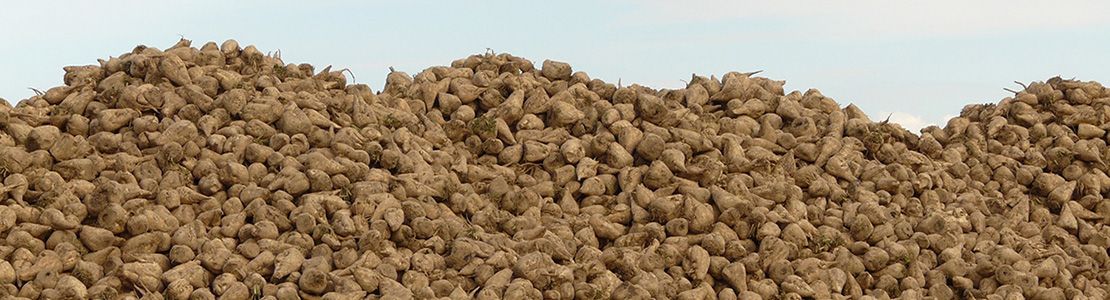 end of the sugar production quotas