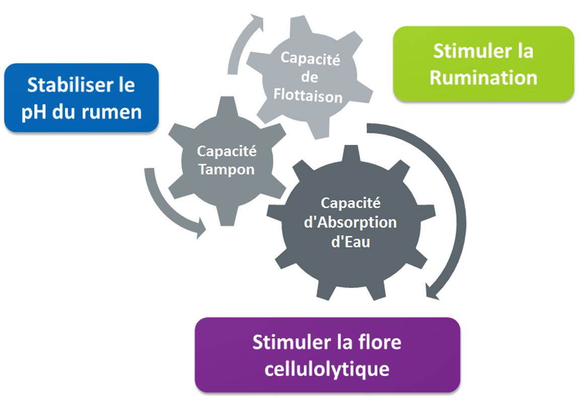 schéma présentant l'efficacité sur la santé ruminale des aliments mash déshydratés