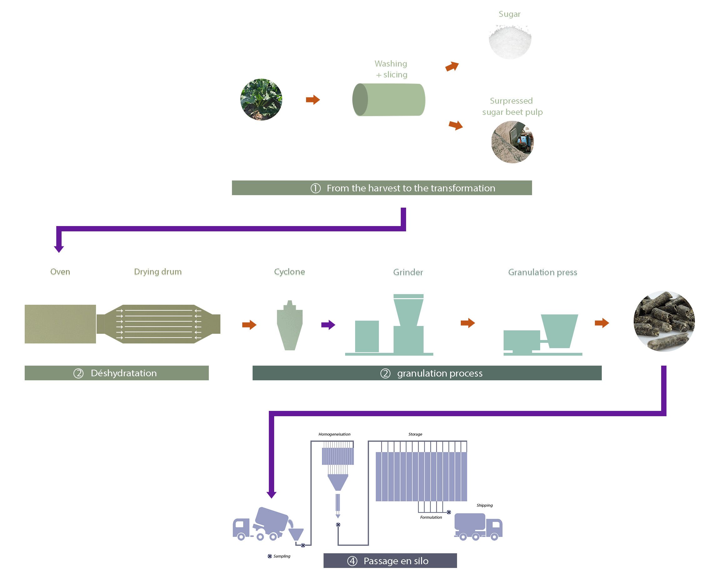 Dehydration process of sugar beet pulp