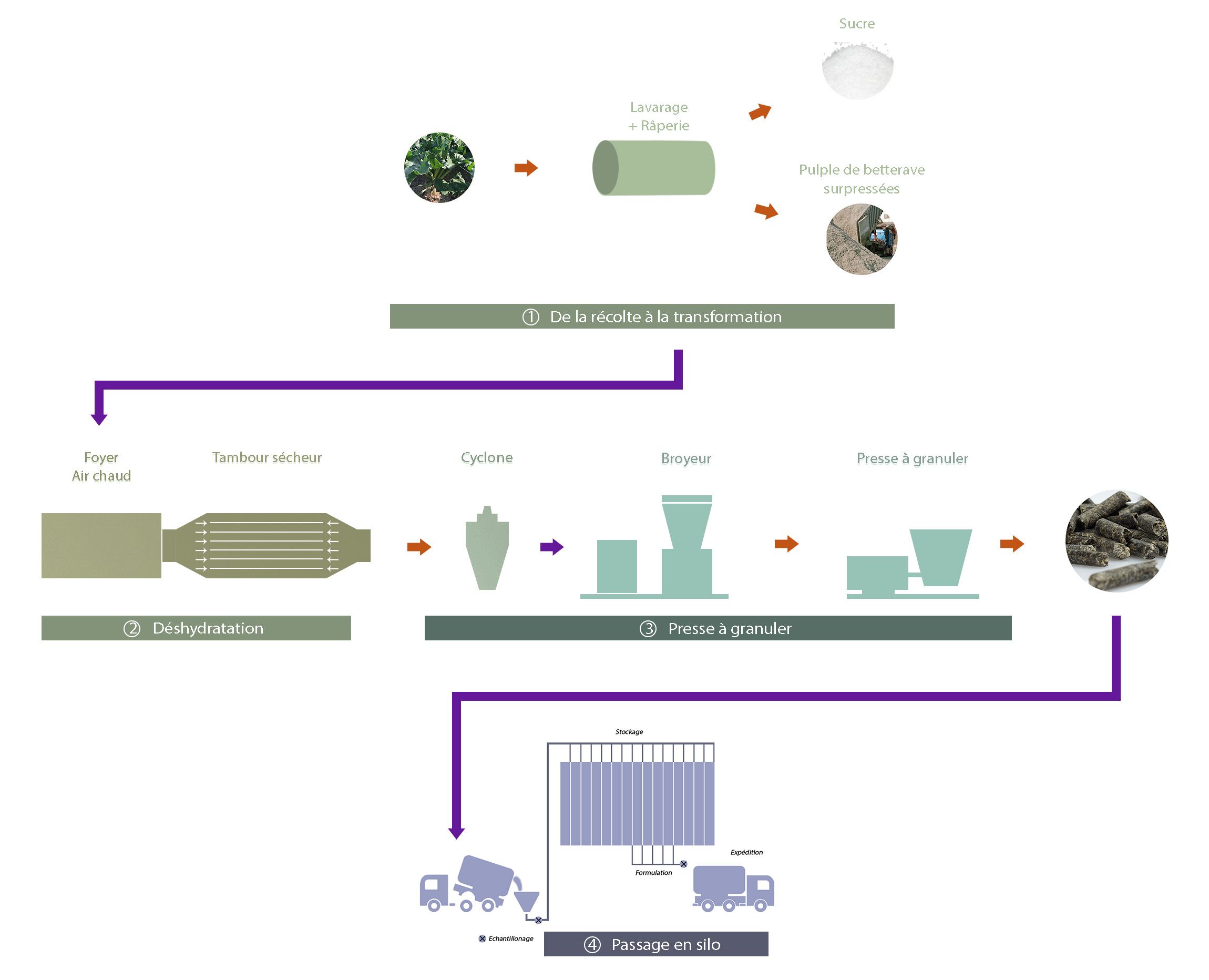 Schema Bettrave fr