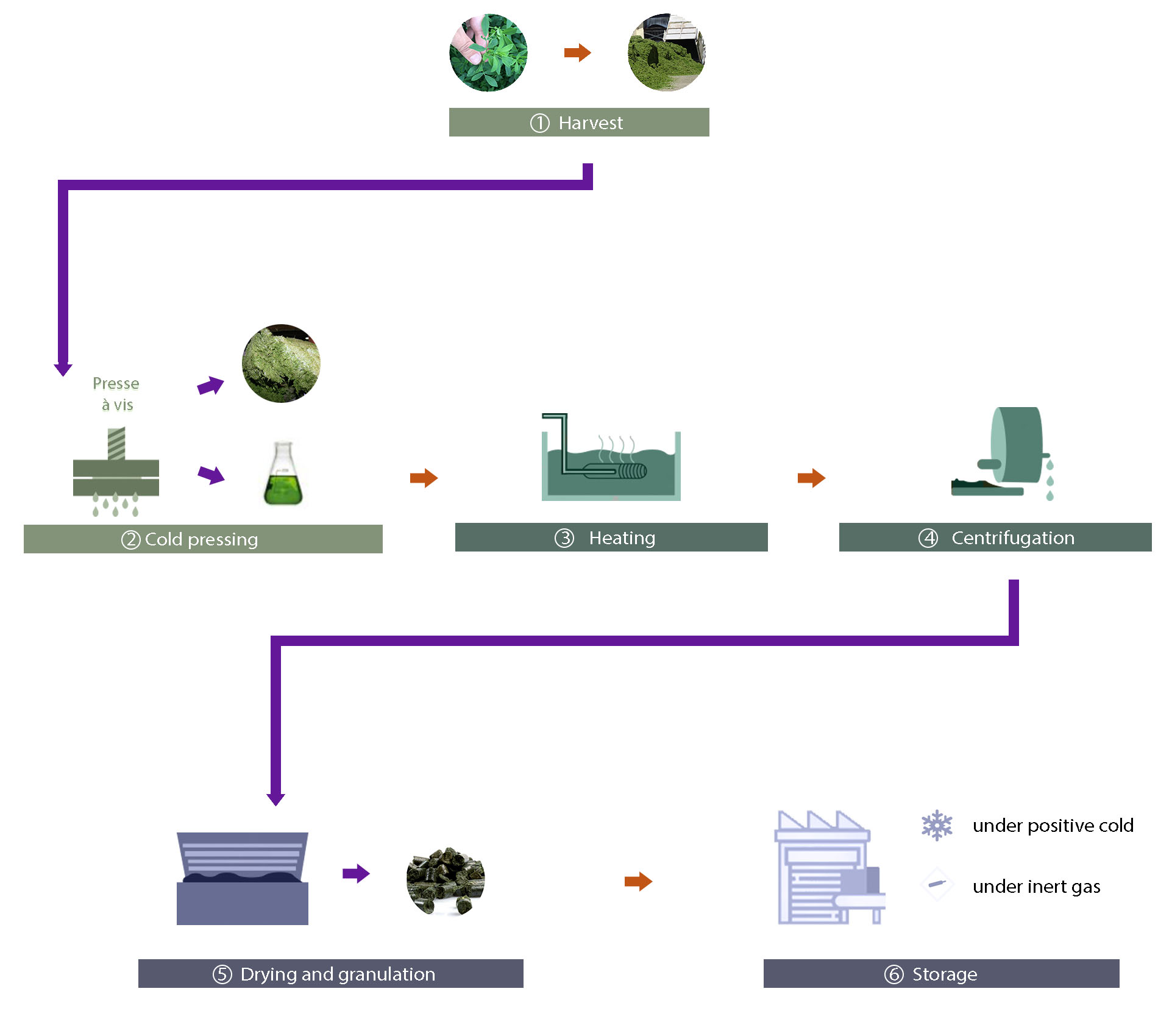 Schema Luzerne ECL eng