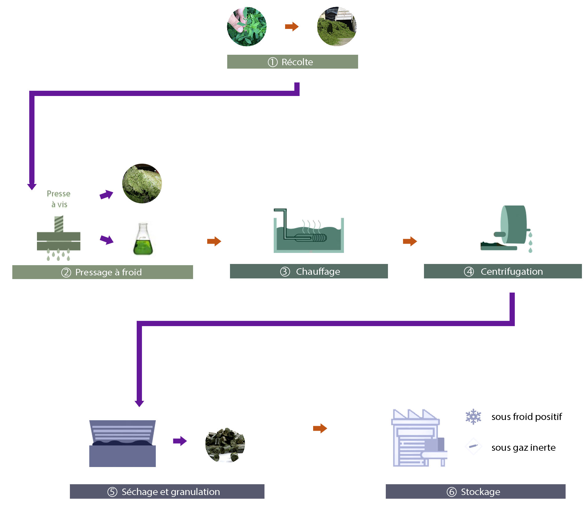 Schema Luzerne ECL fr