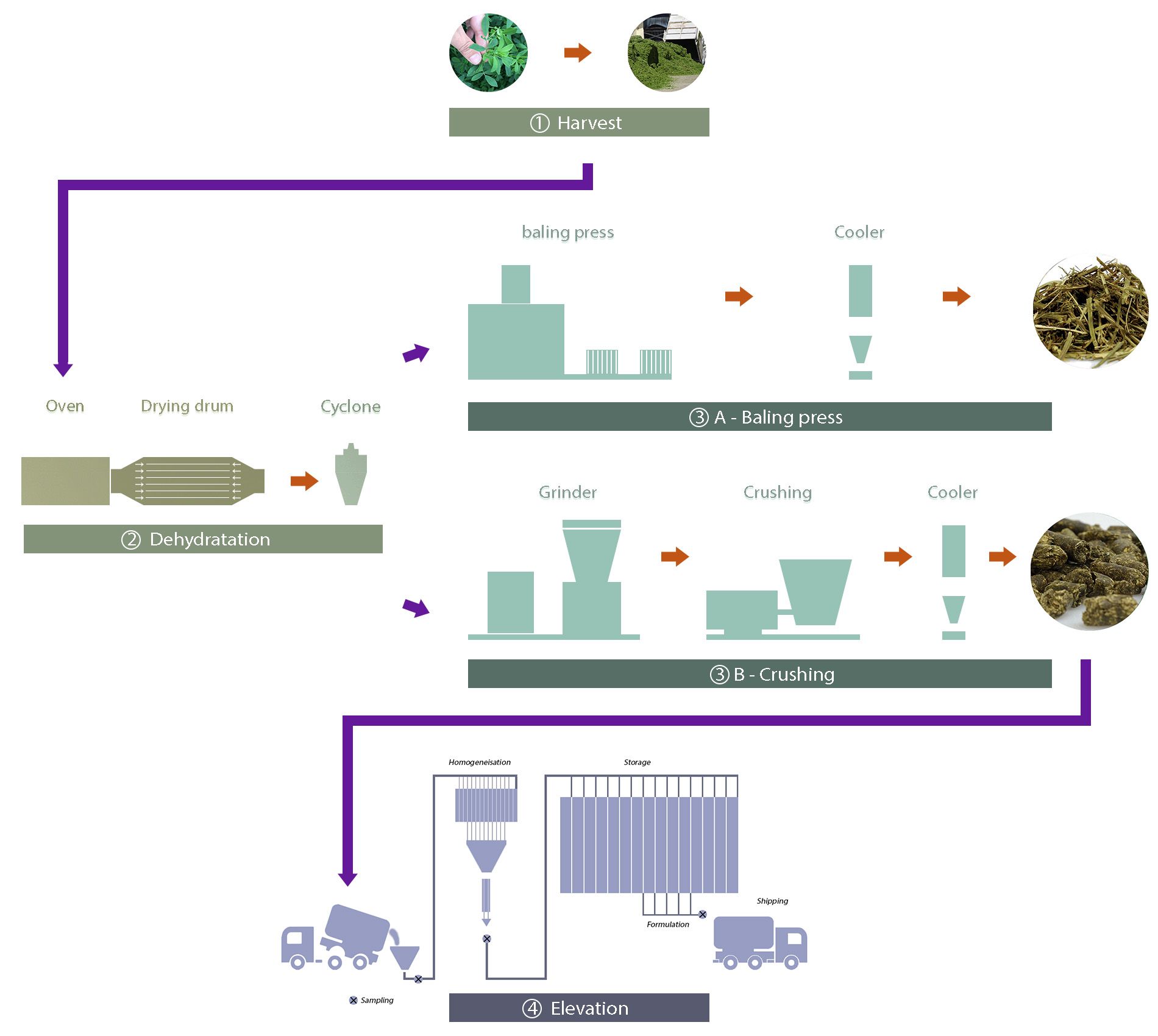 Schema Luzerne eng