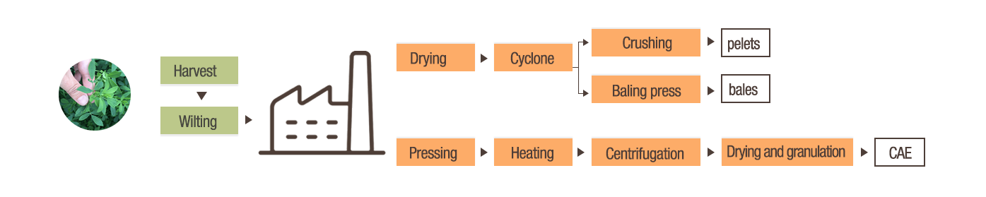 The alfalfa dehydration process