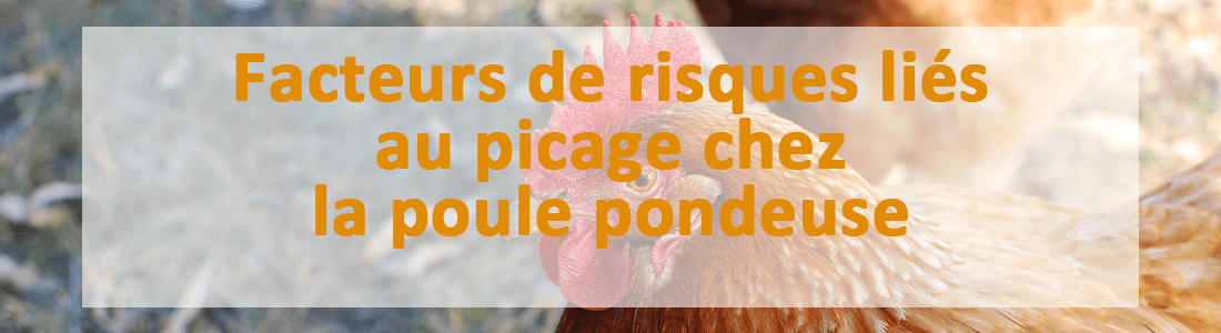 picage poule pondeuse