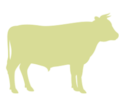 Beef cattle