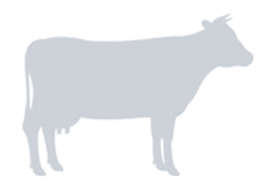 Vaches laitières