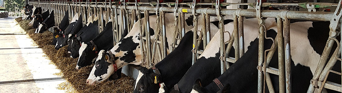 img vaches VAN DEN BERG 1110px