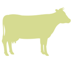 bovin lait